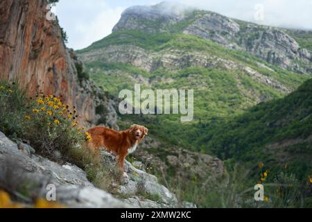 Un cane Tolling Retriever della Nova Scotia Duck si erge su una montagna rocciosa. La scena evoca un senso di avventura e bellezza naturale in un ambiente aspro Foto Stock