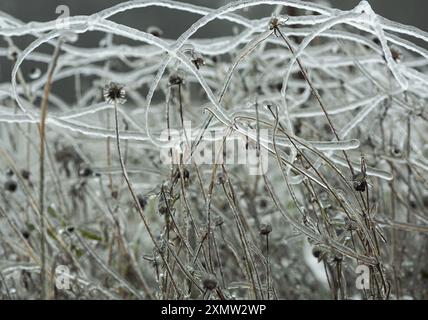 reti e semi dopo una tempesta di ghiaccio Foto Stock