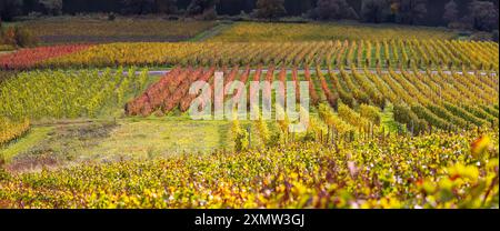 Vista panoramica del paesaggio delle aziende vinicole della Mosella, vigneti dai colori autunnali dorati. Foto Stock