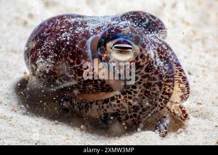 Calamari bobtail meridionali, calamari gnocchi meridionali, Euprymna tasmanica, caccia di notte, Burns Beach, Australia occidentale, Australia Foto Stock