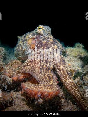 Polpo di roccia occidentale, polpo stellato, Octopus djinda, Kwinana Grain Terminal, Rockingham, Australia occidentale, Australia, Oceano Indiano Foto Stock