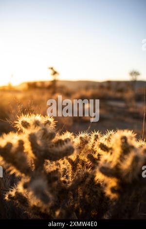 La luce dell'alba splende sui cactus nel deserto californiano. Foto Stock