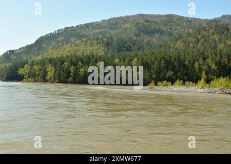 Un ampio canale di un fiume tempestoso che scorre giù dalle montagne attraverso una fitta foresta di conifere in una giornata di sole primaverile. Fiume Katun, Altai, Siberia, Foto Stock