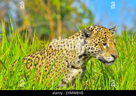 Jaguar è il più grande gatto sudamericano, riunione di Waters Park, Pantanal, Mato grosso Estate, Brasile Foto Stock