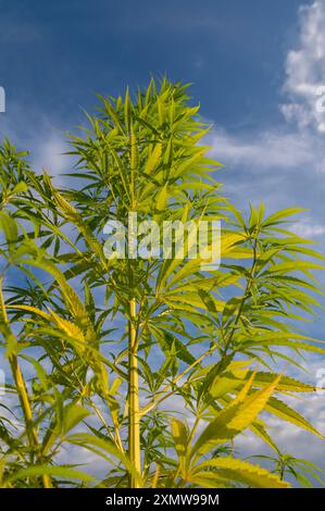 Piante di cannabis verde che crescono in un campo. Foglie di cannabis sativa, canapa o marijuana verde. Foto Stock