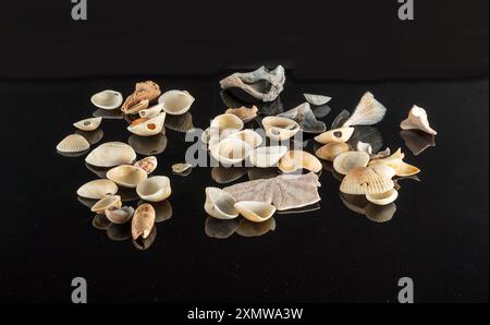 Conchiglie marine assortite su sfondo nero riflettente Foto Stock