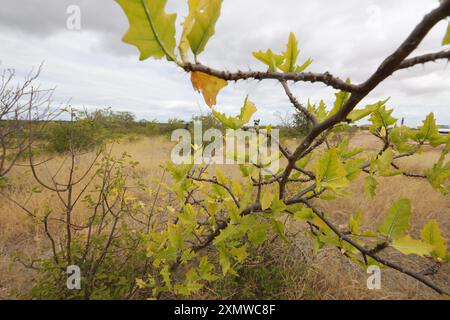 Rodelas, bahia, brasile - 15 giugno 2024: Pianta della favela - cnidoscolus quercifolius. Foto Stock