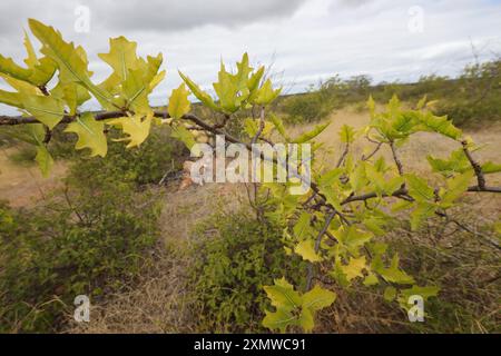 Rodelas, bahia, brasile - 15 giugno 2024: Pianta della favela - cnidoscolus quercifolius. Foto Stock