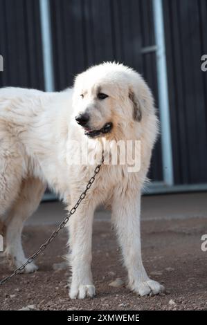 Mastino dei Pirenei in una fattoria in estate dopo la tosatura. Foto Stock