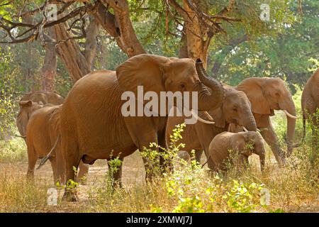 Mandria di elefanti africani (Loxodonta africana) in una foresta, Parco Nazionale di Kruger, Sudafrica Foto Stock