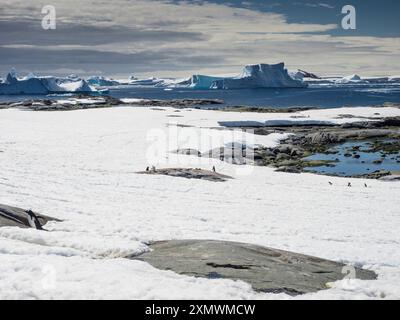 Pinguini di Gentoo meridionale (Pygoscelis papua ellsworthi) sull'isola di Pleneau, nell'arcipelago Wilhelm, in Antartide Foto Stock