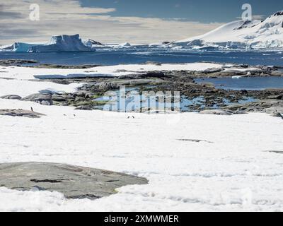 Pinguini di Gentoo meridionale (Pygoscelis papua ellsworthi) sull'isola di Pleneau, nell'arcipelago Wilhelm, in Antartide Foto Stock