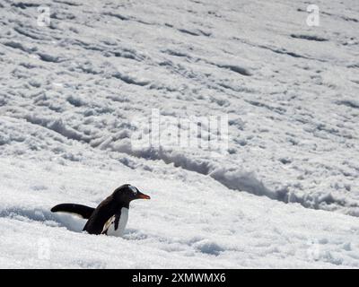 Pinguino di Gentoo meridionale (Pygoscelis papua ellsworthi) nella neve profonda, isola di Pleneau, arcipelago di Wilhelm, Antartide Foto Stock