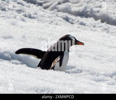 Primo piano Gentoo meridionale (Pygoscelis papua ellsworthi) pinguino nella neve profonda, isola di Pleneau, arcipelago Wilhelm, Antartide Foto Stock