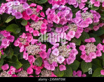 Splendidi fiori rosa e blu di Hydrangea macrophylla "Teller Red" / "Rotkehlchen" fioriscono in estate, Leicestershire, Inghilterra, Regno Unito Foto Stock