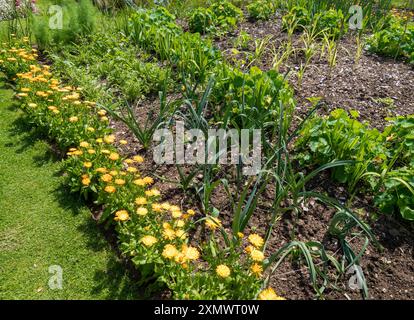 Appezzamento di orto misto per la coltivazione di porri, finocchi, lattuga, calendule e nasturzi, Easton Walled Gardens, Grantham, Inghilterra, Regno Unito Foto Stock