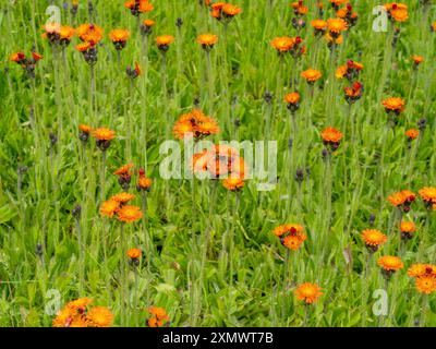 Bellissimi fiori Orange Fox e Cubs (Pilosella aurantiaca / Hieracium aurantiacum) che crescono nel cimitero inglese, Inghilterra, Regno Unito Foto Stock