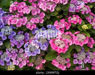 Splendidi fiori rosa e blu di Hydrangea macrophylla "Teller Red" / "Rotkehlchen" fioriscono in estate, Leicestershire, Inghilterra, Regno Unito Foto Stock