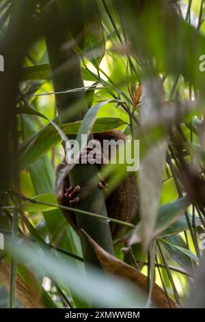 Tarsier appeso ad un albero Foto Stock