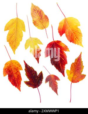 Set di foglie di ceneri autunnali gialle rosse su sfondo bianco isolato. Elementi di design per la stagione autunnale. Piante organicamente naturali Foto Stock