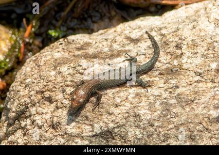 Parete comune lucertola Podarcis muralis Foto Stock