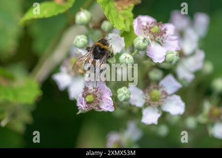 Un Bumble Bee inglese che impollina fiori mentre estrae nettare, fiori di mora inglesi in fiore Foto Stock