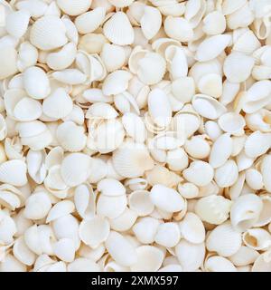Sfondo bianco conchiglia con grande collezione di piccole conchiglie da spiaggia. Composizione decorativa della vita marina naturale per il biglietto d'auguri a tema estivo. Foto Stock