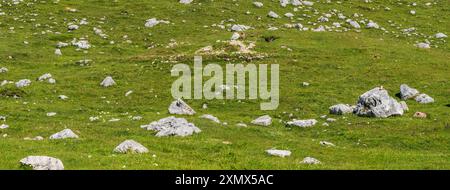 Prato di montagna con pietre e marmota matmota nella parte più alta della valle di Fanes nelle Dolomiti Foto Stock