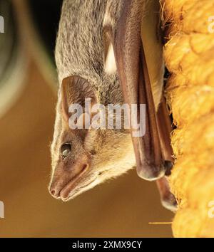 Il mauriziano Tomb Bat è comune e diffuso. Essi si estendono in crepacci rocciosi e buchi negli alberi, di solito in piccole colonie, Foto Stock