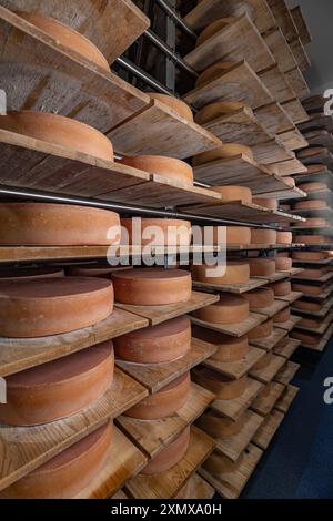 File di forme di formaggio invecchiano su scaffali di legno in un caseificio Foto Stock