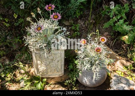 Fiore di Gazania, margherite africane, primo piano delle Asteraceae in vaso di ceramica nel giardino della casa di campagna Foto Stock