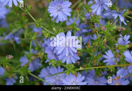 pianta di cicoria blu in fiore, fiore di cichorium intybus Foto Stock