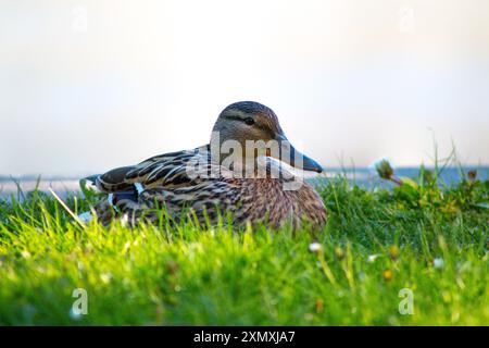 anatra seduto in un'erba accanto a un fiume Foto Stock