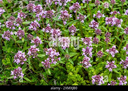 Fioritura fragrante Thymus serpyllum, timo selvatico Breckland, timo strisciante, o timo elfino primo piano, foto macro. Bella cibo e pianta medicinale i Foto Stock