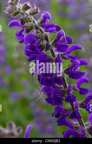 La salvia pratensis, il clario di prato o salvia di prato, è una specie di pianta fiorita della famiglia delle Lamiaceae, originaria dell'Europa, dell'Asia occidentale e del nord Foto Stock