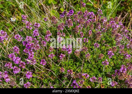 Fioritura fragrante Thymus serpyllum, timo selvatico Breckland, timo strisciante, o timo elfino primo piano, foto macro. Bella cibo e pianta medicinale i Foto Stock