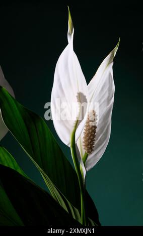 gigli di pace bianchi su sfondo verde scuro Foto Stock