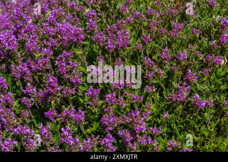 Fioritura fragrante Thymus serpyllum, timo selvatico Breckland, timo strisciante, o timo elfino primo piano, foto macro. Bella cibo e pianta medicinale i Foto Stock