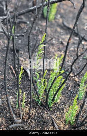 Alberi carbonizzati con nuovi germogli verdi che emergono nel suolo della foresta dopo un incendio a Legarda, Navarra, Spagna. Foto Stock