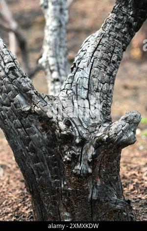 Primo piano dettagliato di un tronco di albero carbonizzato che mostra gli effetti di un incendio boschivo a Legarda, Navarra, Spagna, evidenziando la consistenza e le conseguenze di t Foto Stock