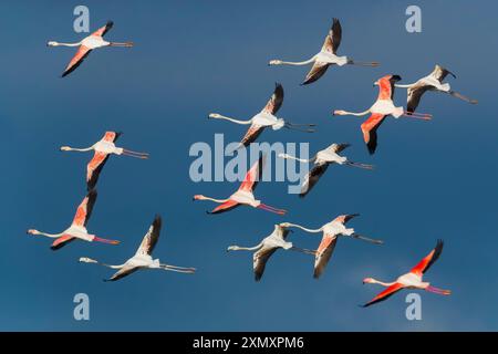 Grande fenicottero (Phoenicopterus roseus, Phoenicopterus ruber roseus), gregge in volo, Italia, Toscana, lago Oceano Foto Stock