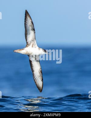 Maggiori acque marine (Ardenna gravis, Puffinus gravis), in volo sul mare, Regno Unito, Inghilterra, Cornovaglia, Isole delle Scillies Foto Stock