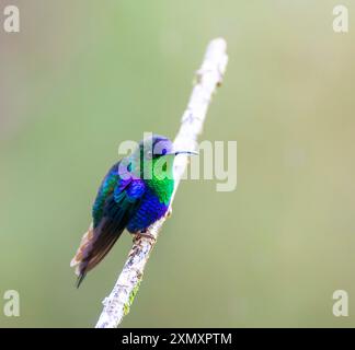 Woodnymph incoronata, Violetta incoronata Woodnymph, colibrì di Woodnymph incoronato verde (Thalurania colombica colombica, Thalurania colombica), seduto su una Foto Stock