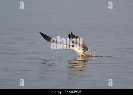 Falco di pesce (Pandion haliaetus), in volo di caccia sulla superficie dell'acqua, vista laterale, Germania, Meclemburgo-Pomerania occidentale, Malchiner SEE Foto Stock