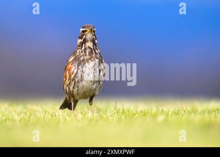 redwing islandese (Turdus iliacus coburni, Turdus coburni), arroccato in un prato, vista frontale, Islanda, Húsavík Foto Stock