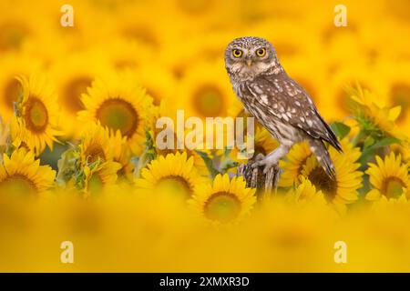 Gufo, gufo di Atena, gufo di Minerva (Athene noctua), appollaiato su un belvedere in un campo di fiori di sole, guardando verso la macchina fotografica, Italia, Toscana Foto Stock