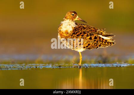 ruff (Alidris pugnax, Philomachus pugnax, Calidris pugnax), maschio in acque poco profonde, Italia, Toscana, Livorno; Pisa Foto Stock