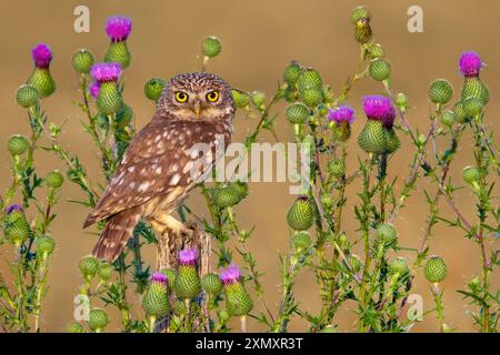 Gufo, gufo di Atena, gufo di Minerva (atena noctua), arroccato su un pilastro di legno tra cardo fiorito, Italia, Toscana Foto Stock