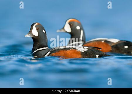 Anatra arlecchino (Histrionicus histrionicus), due maschi adulti che nuotano su un lago tundra, Islanda Foto Stock