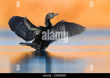 Cormorano pigmeo (Phalacrocorax pygmeus, Microcarbo pygmaeus), in piedi con ali allungate in acque poco profonde alla luce del mattino, Italia, Toscana Foto Stock